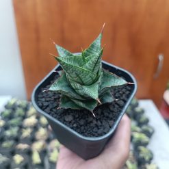 2705. Sansevieria Godam - Image 7