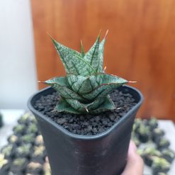 2705. Sansevieria Godam