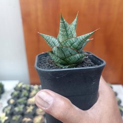 2705. Sansevieria Godam - Image 8