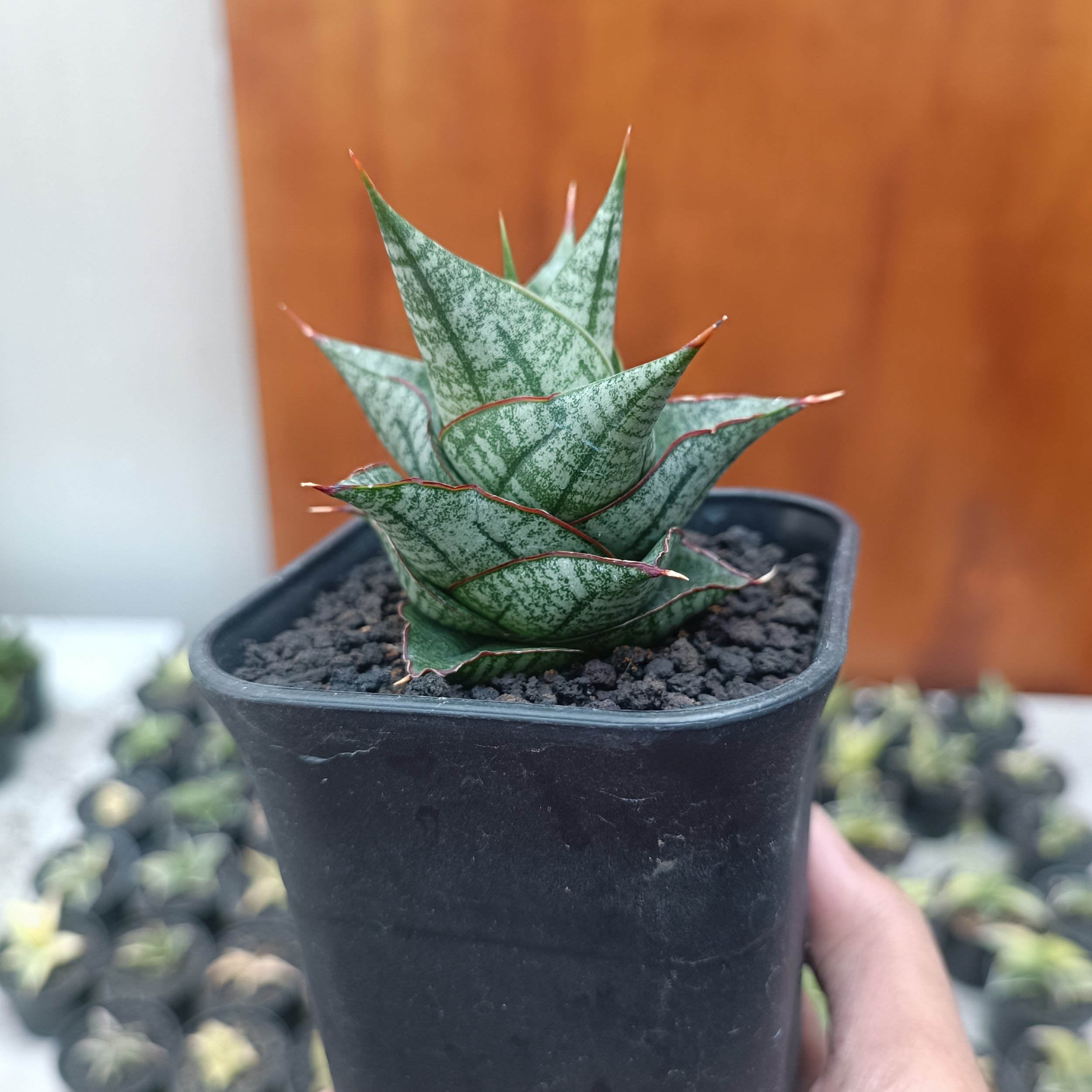 2705. Sansevieria Godam - Image 9