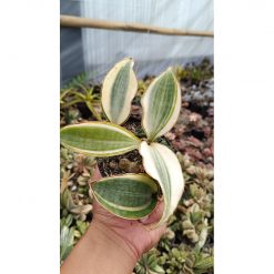 2642. Sansevieria Masoniana Variegated Cluster