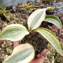 2642. Sansevieria Masoniana Variegated Cluster - Image 2