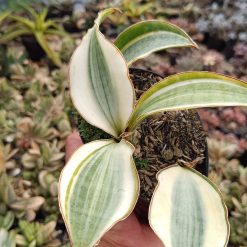 2642. Sansevieria Masoniana Variegated Cluster - Image 3