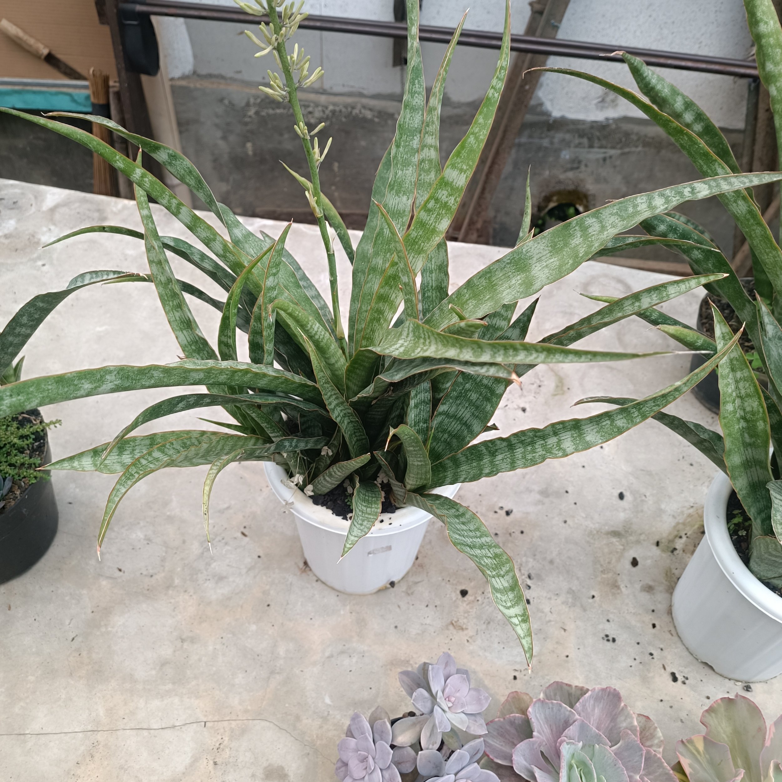 2627. Sansevieria Nalika - Image 2