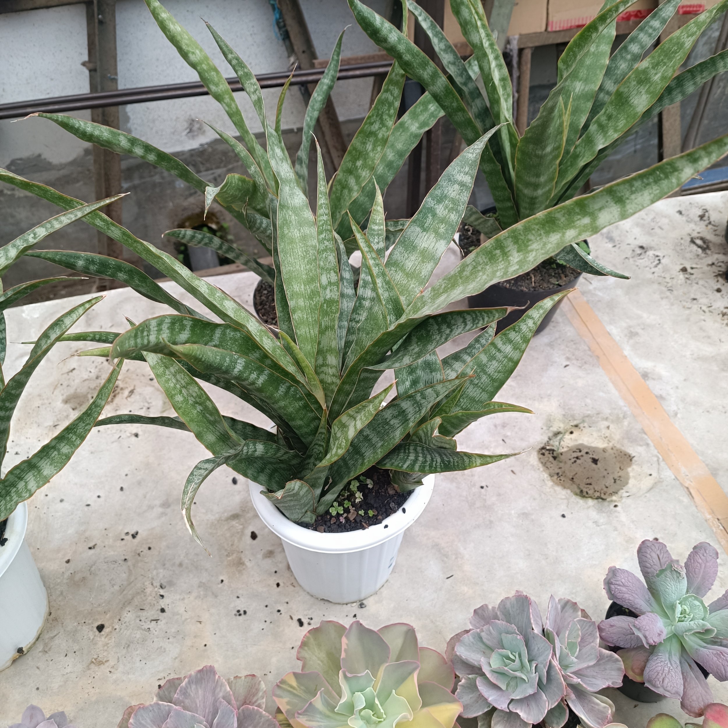 2627. Sansevieria Nalika - Image 3
