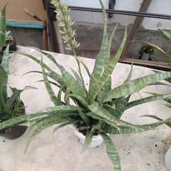 2627. Sansevieria Nalika - Image 4
