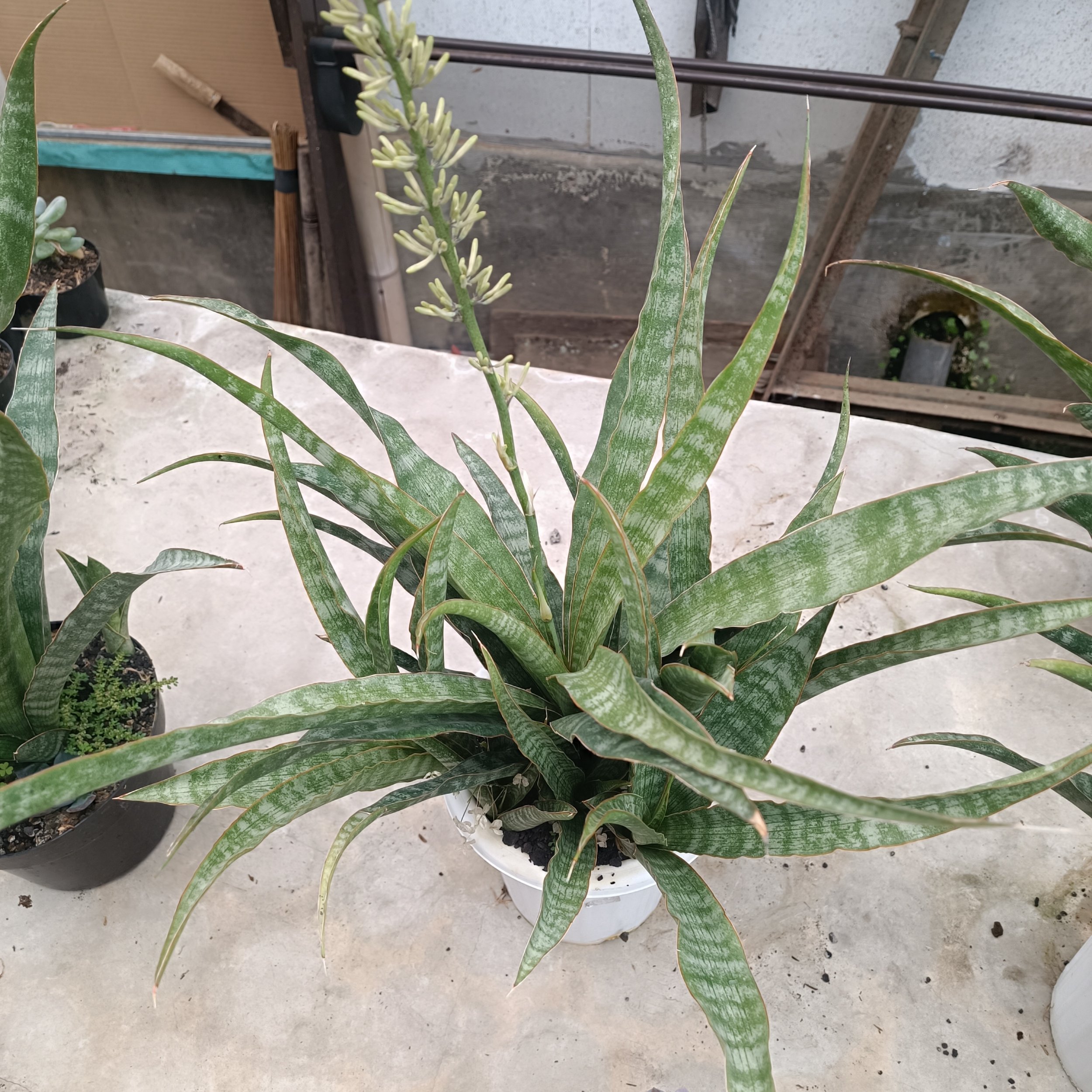 2627. Sansevieria Nalika - Image 4