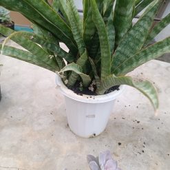 2627. Sansevieria Nalika - Image 5