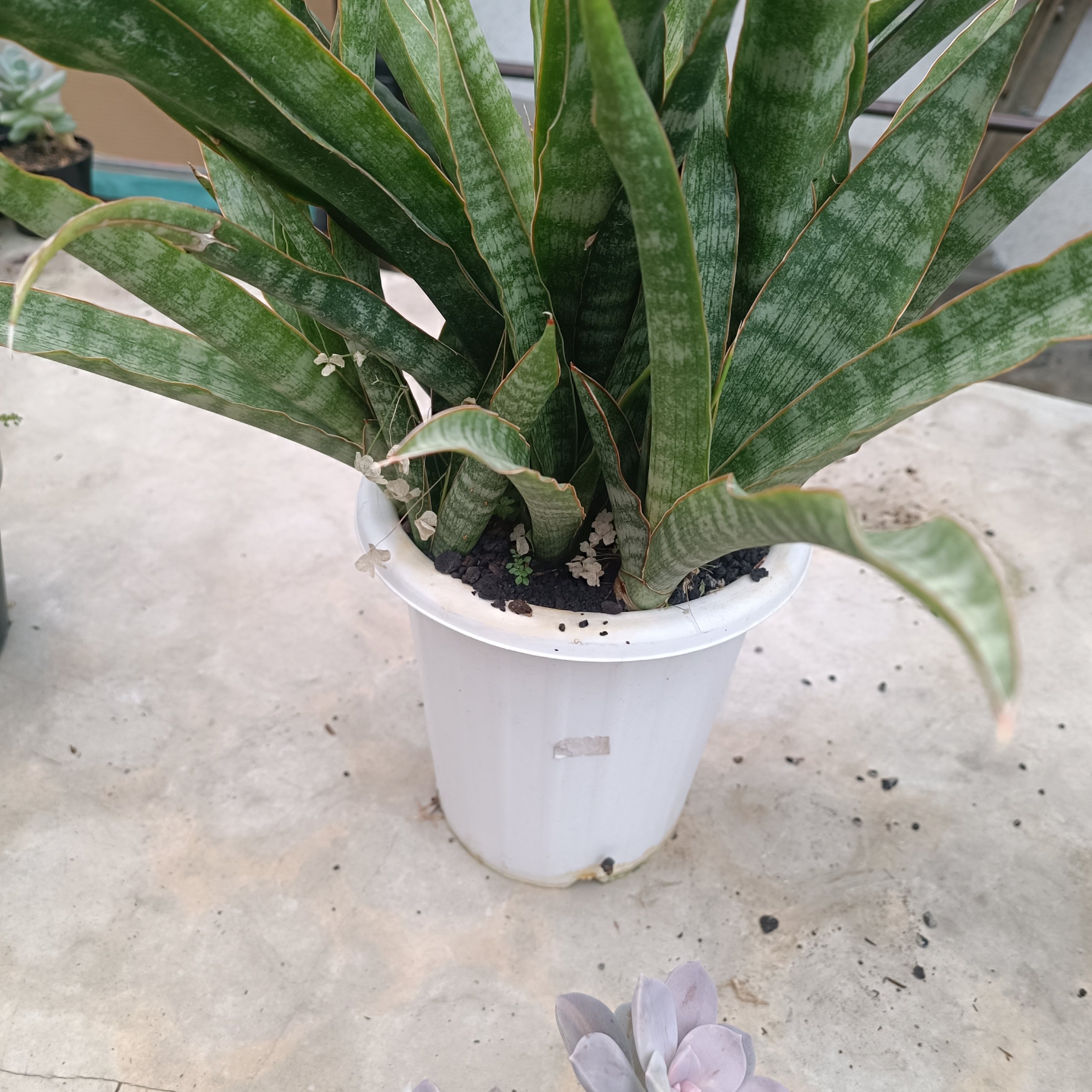 2627. Sansevieria Nalika - Image 5