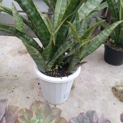 2627. Sansevieria Nalika - Image 6