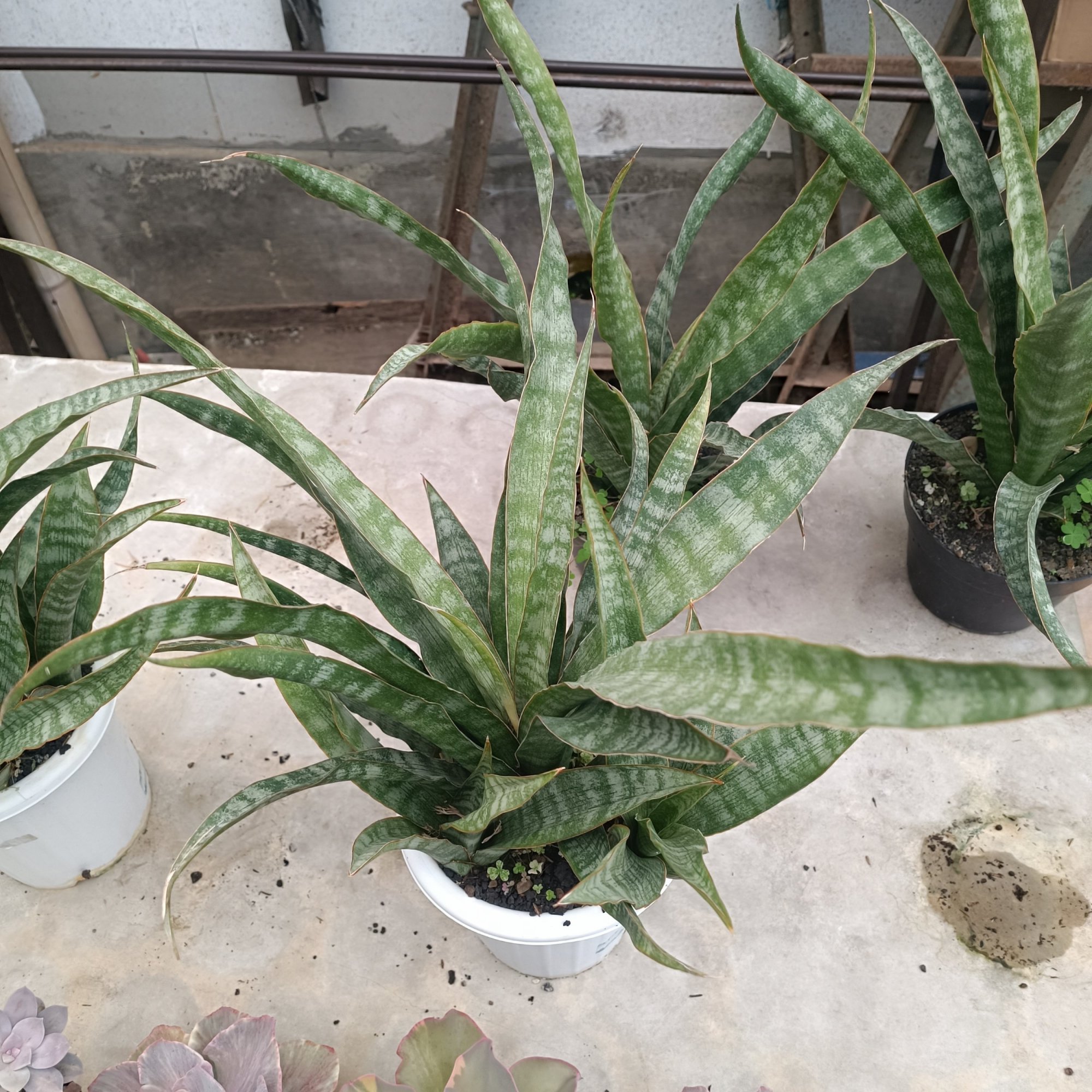 2627. Sansevieria Nalika