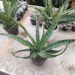 2627. Sansevieria Nalika - Image 7