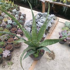 2627. Sansevieria Nalika - Image 8
