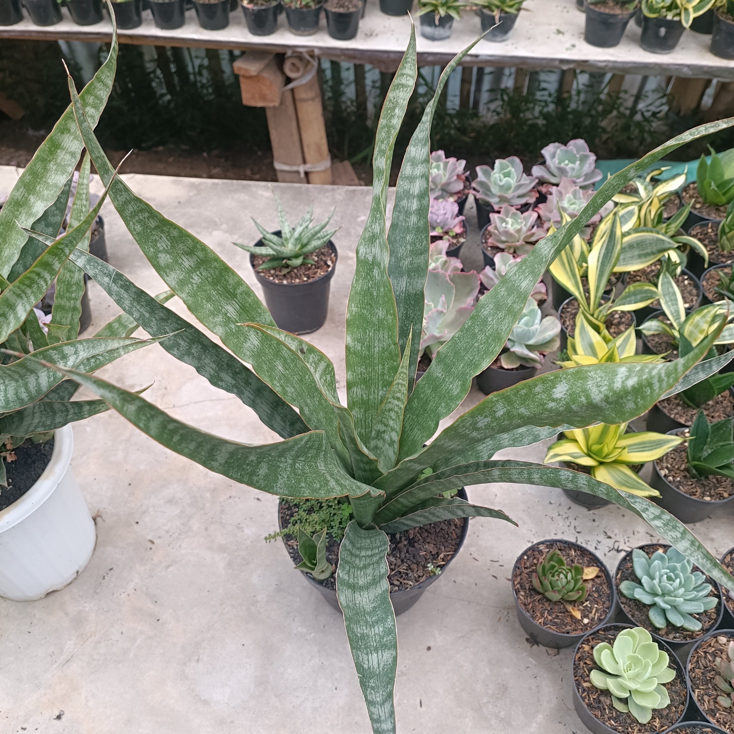 2627. Sansevieria Nalika - Image 9