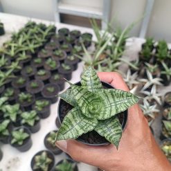 2706. Sansevieria Primadona - Image 2