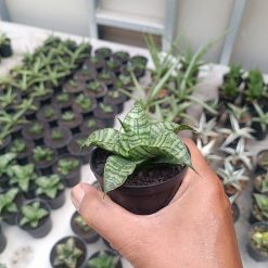 2706. Sansevieria Primadona - Image 3