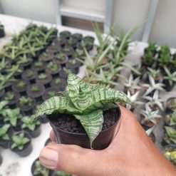 2706. Sansevieria Primadona - Image 4