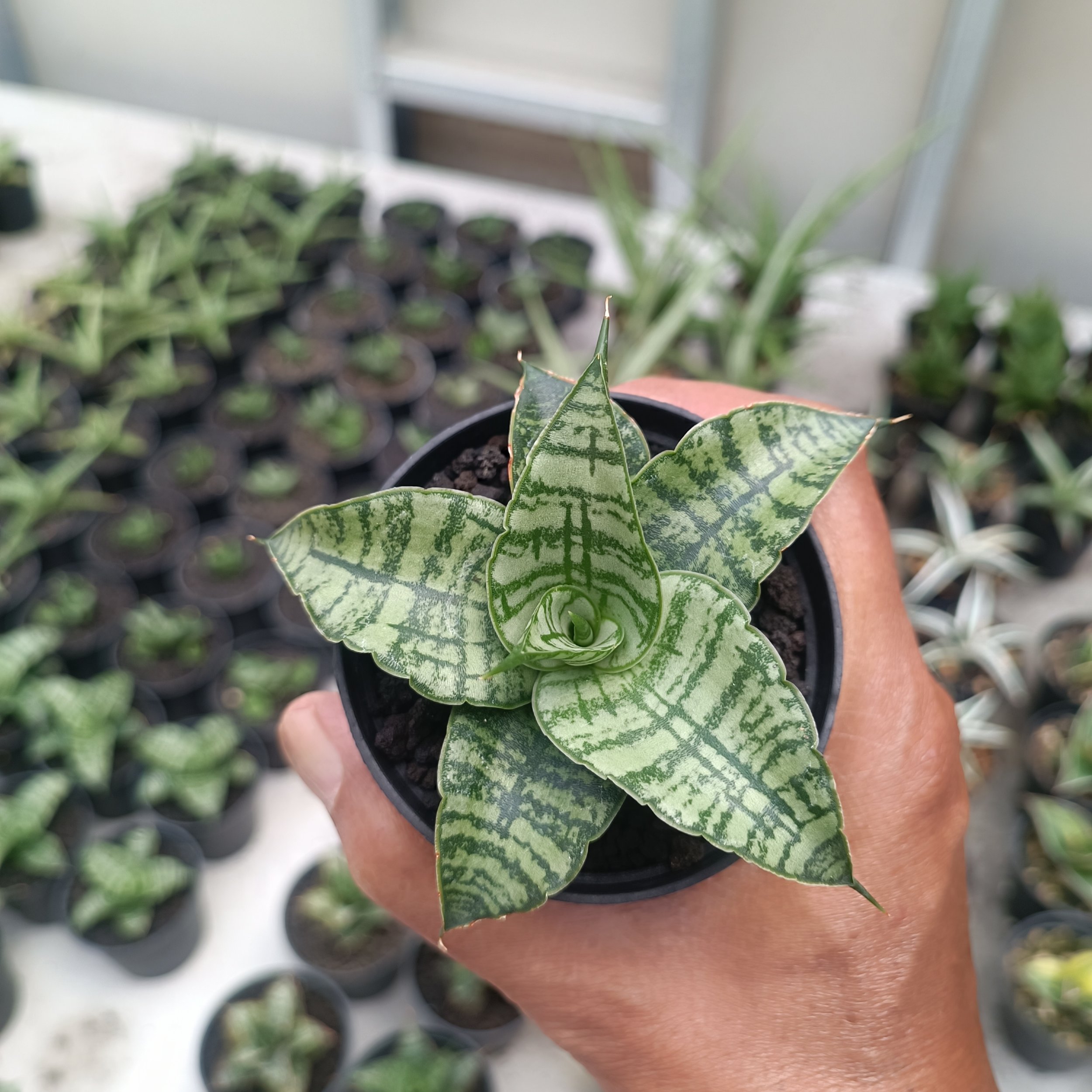 2706. Sansevieria Primadona - Image 6