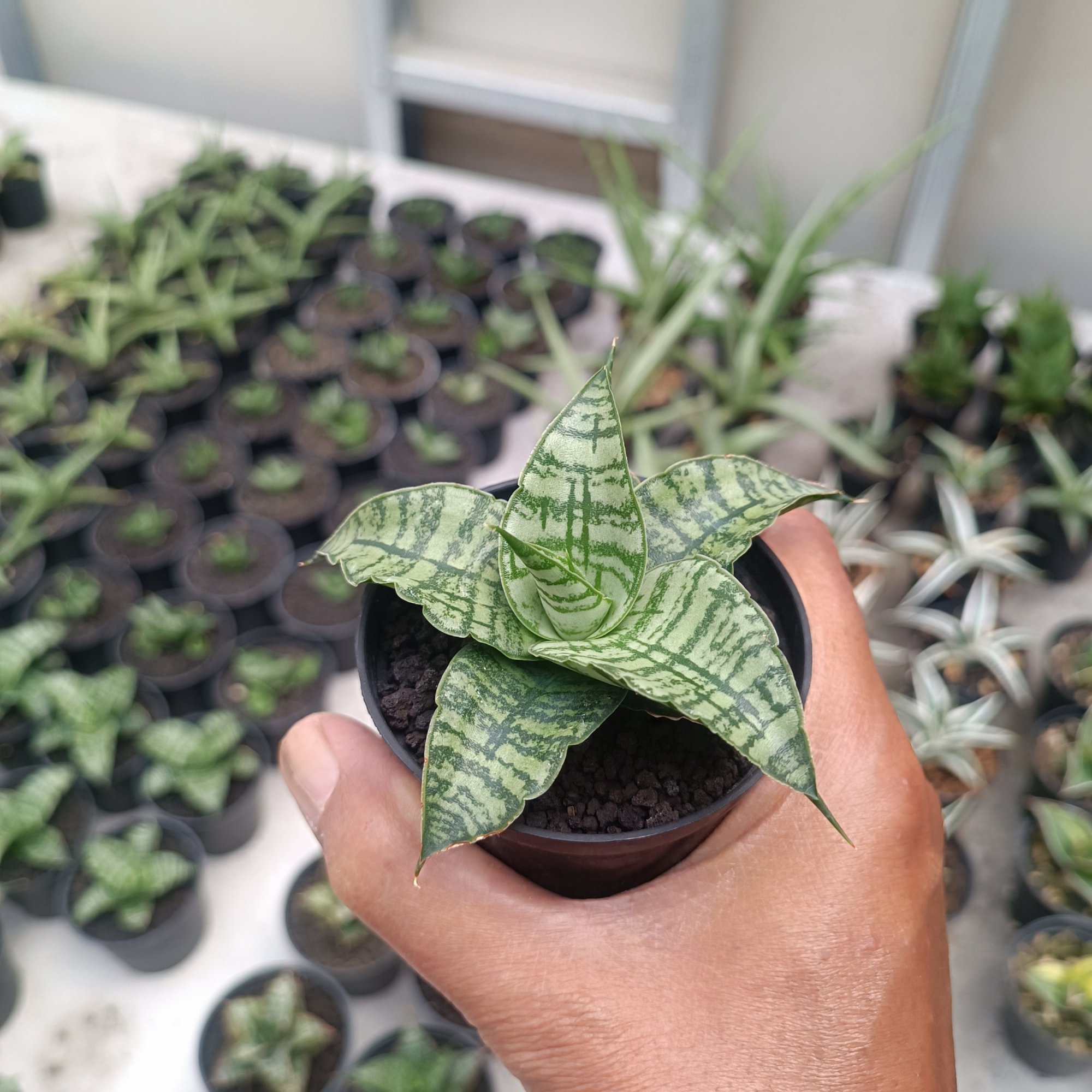 2706. Sansevieria Primadona