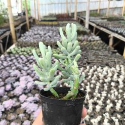 2636. Sedum Allantoides 3pcs - Image 2