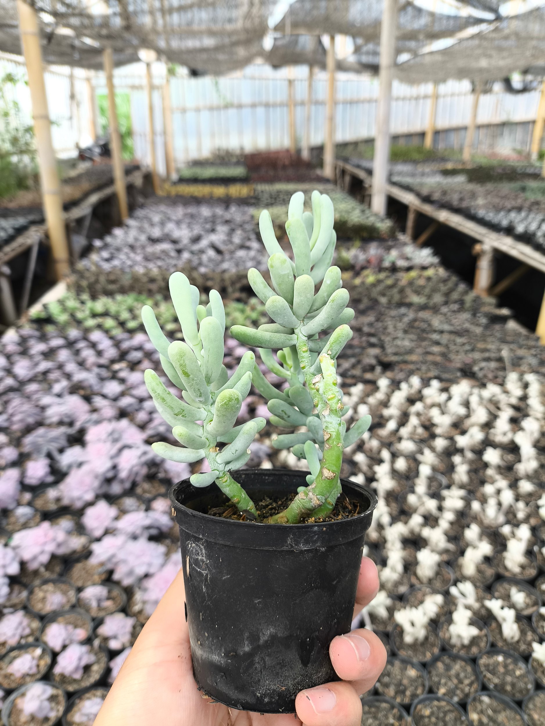 2636. Sedum Allantoides 3pcs - Image 2