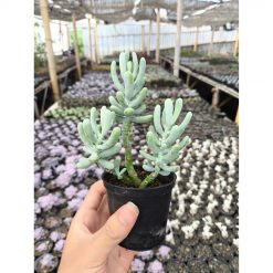 2636. Sedum Allantoides 3pcs