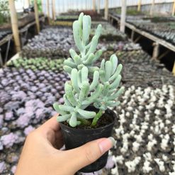 2636. Sedum Allantoides 3pcs - Image 3