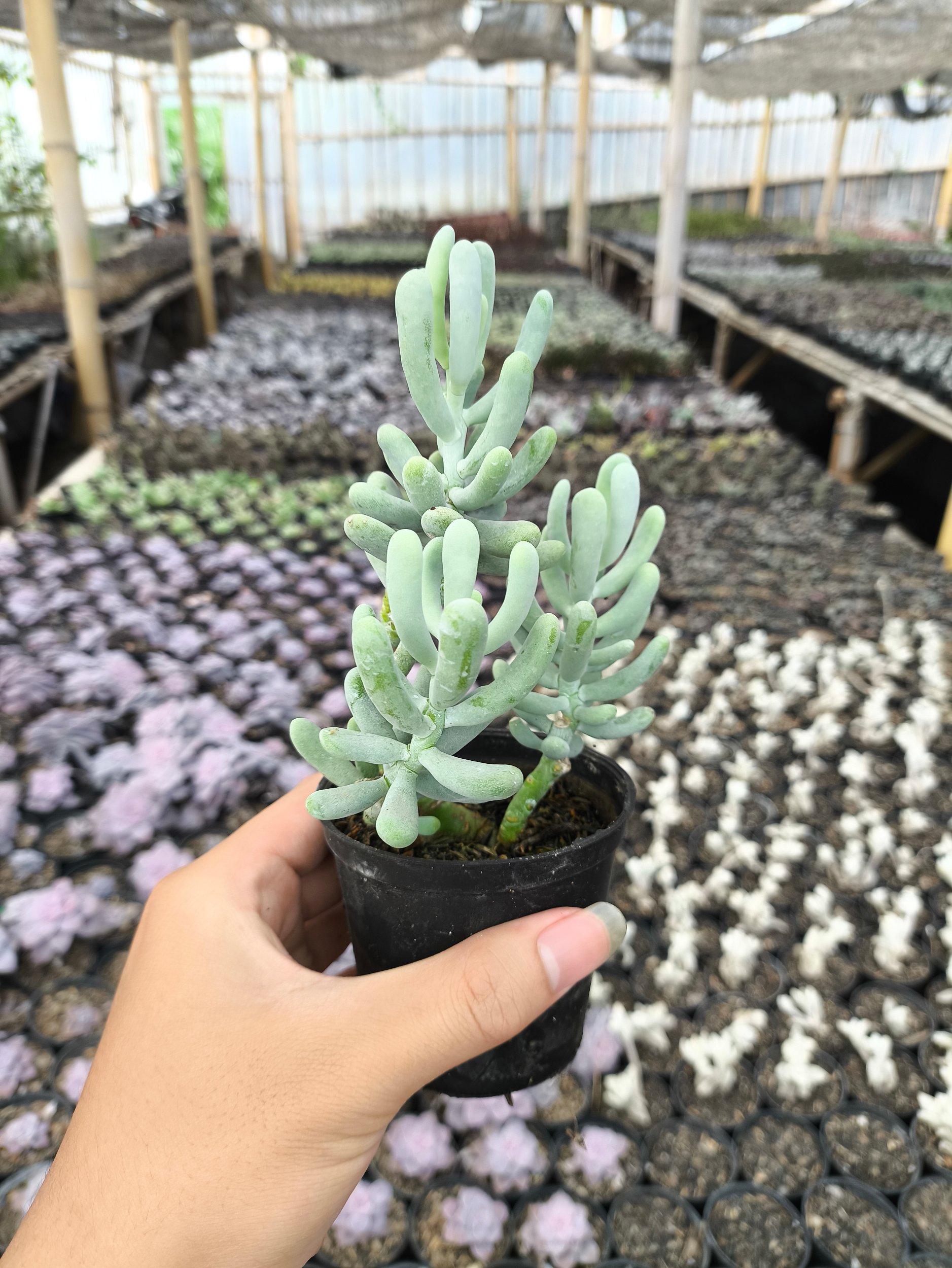 2636. Sedum Allantoides 3pcs - Image 3