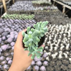2636. Sedum Allantoides 3pcs - Image 4