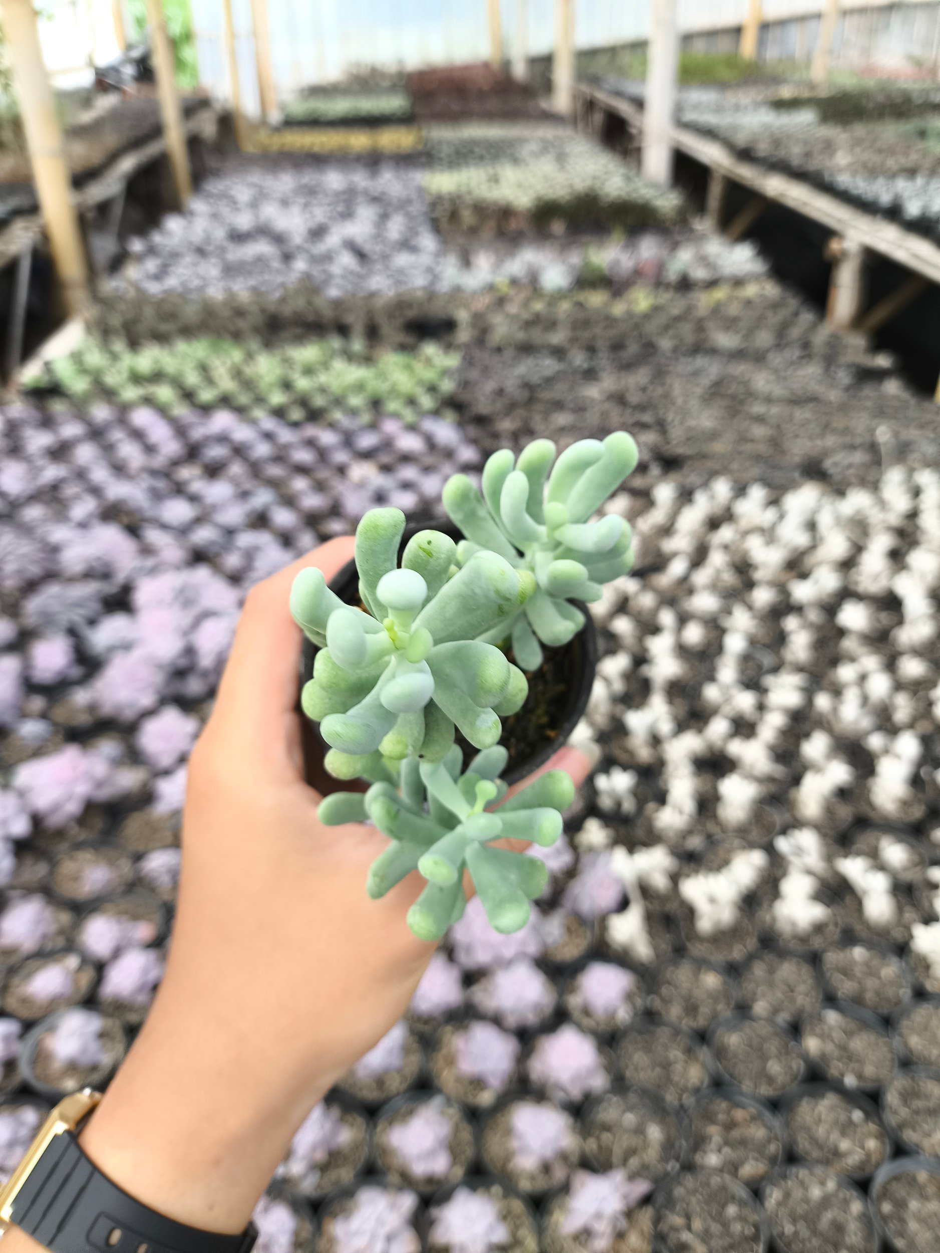 2636. Sedum Allantoides 3pcs - Image 4
