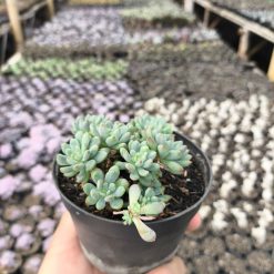 2631. Sedum Clavatum 3pcs - Image 2