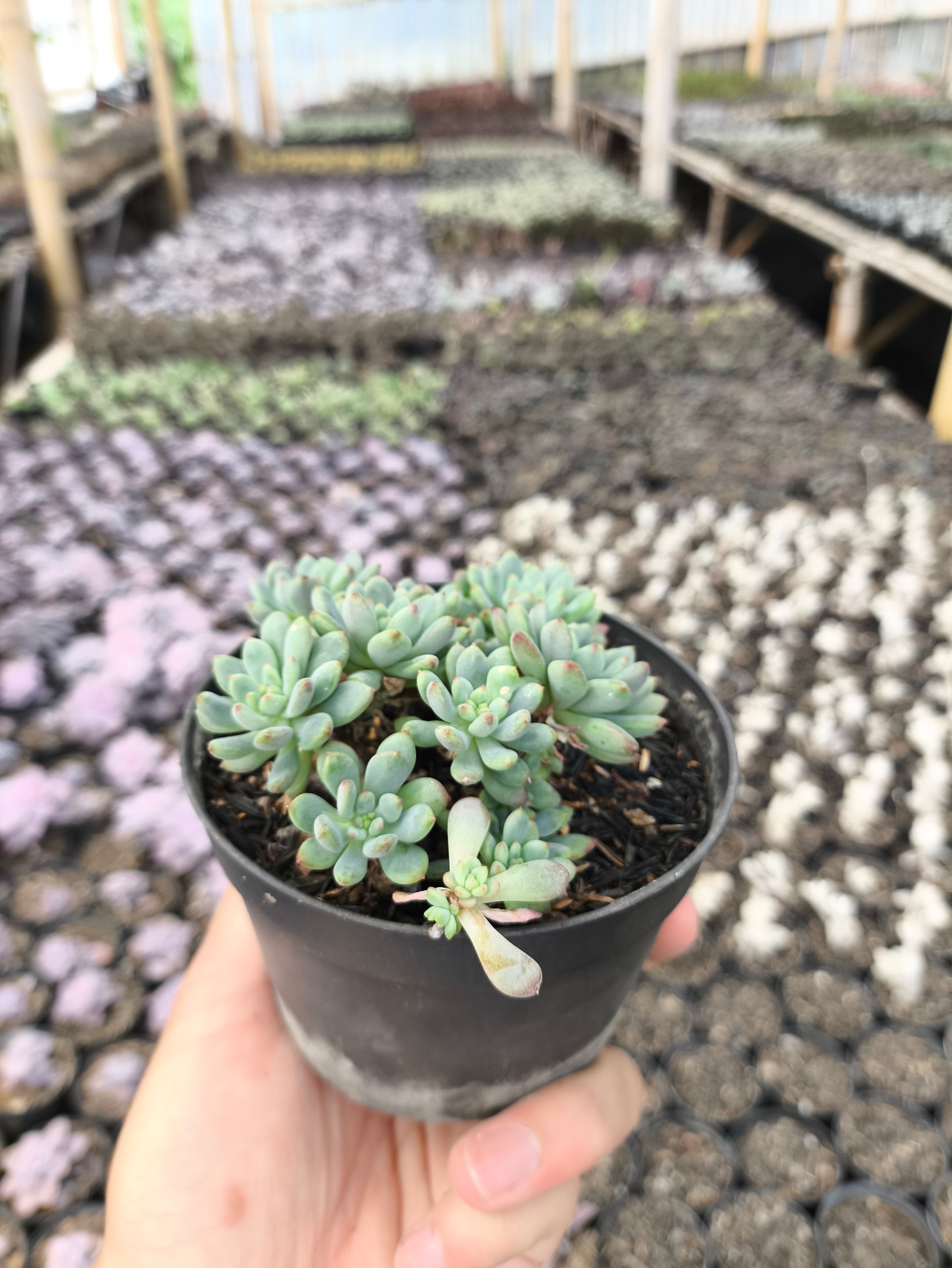 2631. Sedum Clavatum 3pcs - Image 2