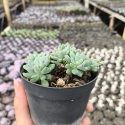 2631. Sedum Clavatum 3pcs - Image 3