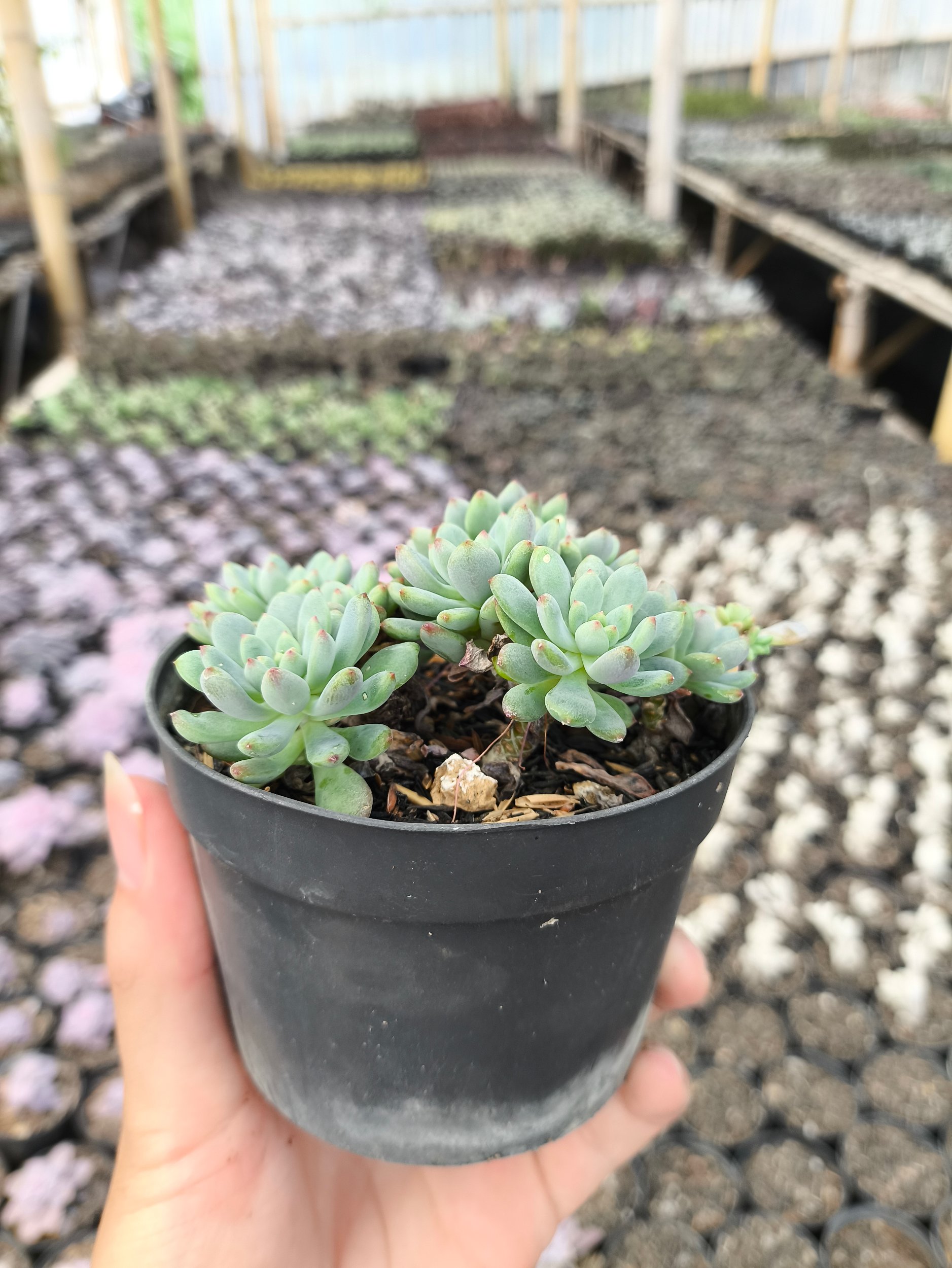 2631. Sedum Clavatum 3pcs - Image 3