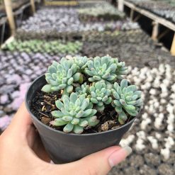 2631. Sedum Clavatum 3pcs - Image 4
