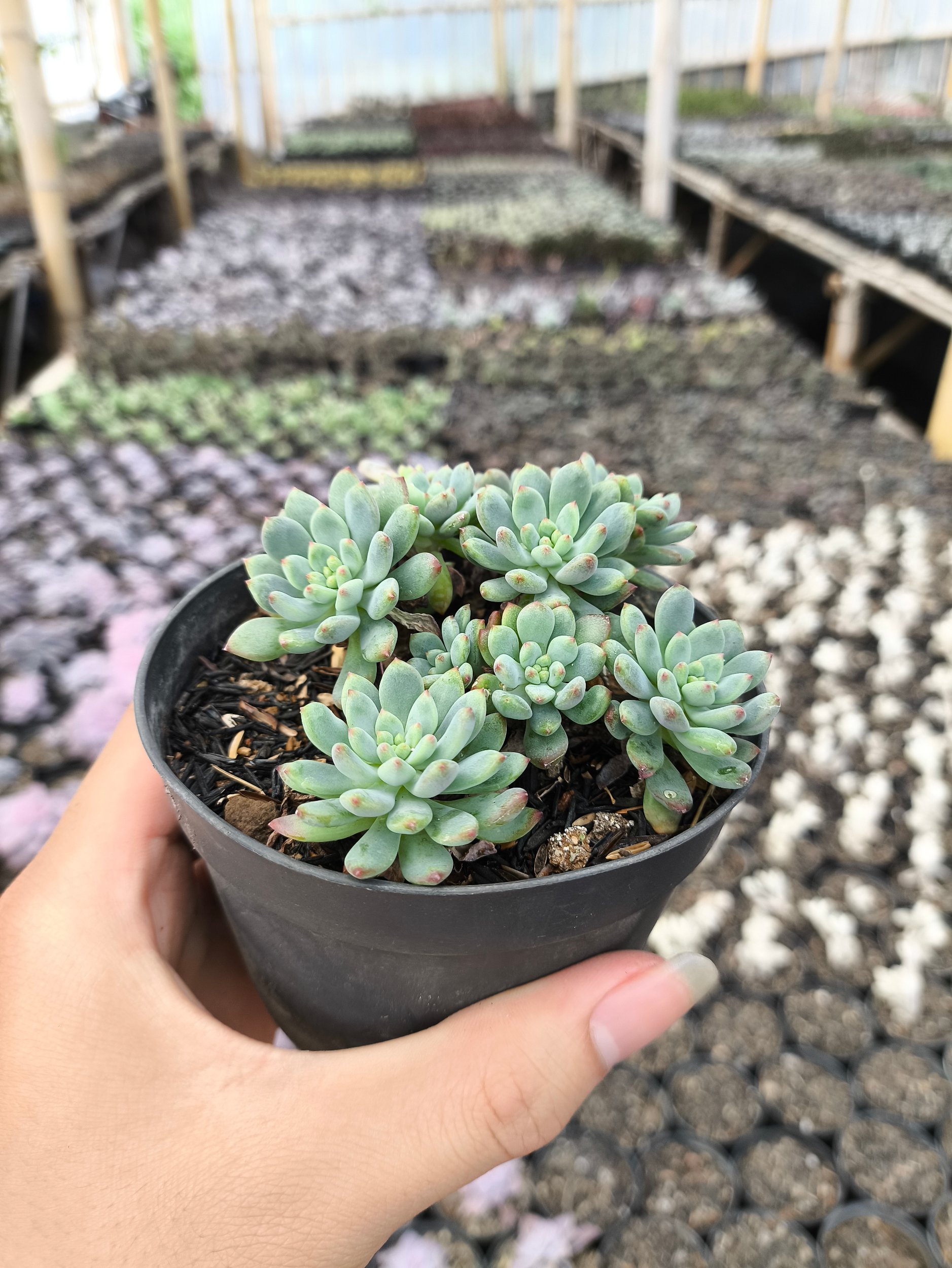 2631. Sedum Clavatum 3pcs - Image 4