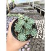 2631. Sedum Clavatum 3pcs