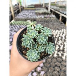 2631. Sedum Clavatum 3pcs