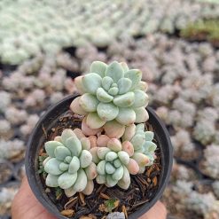 2647. Sedum Clavatum Cluster - Image 2