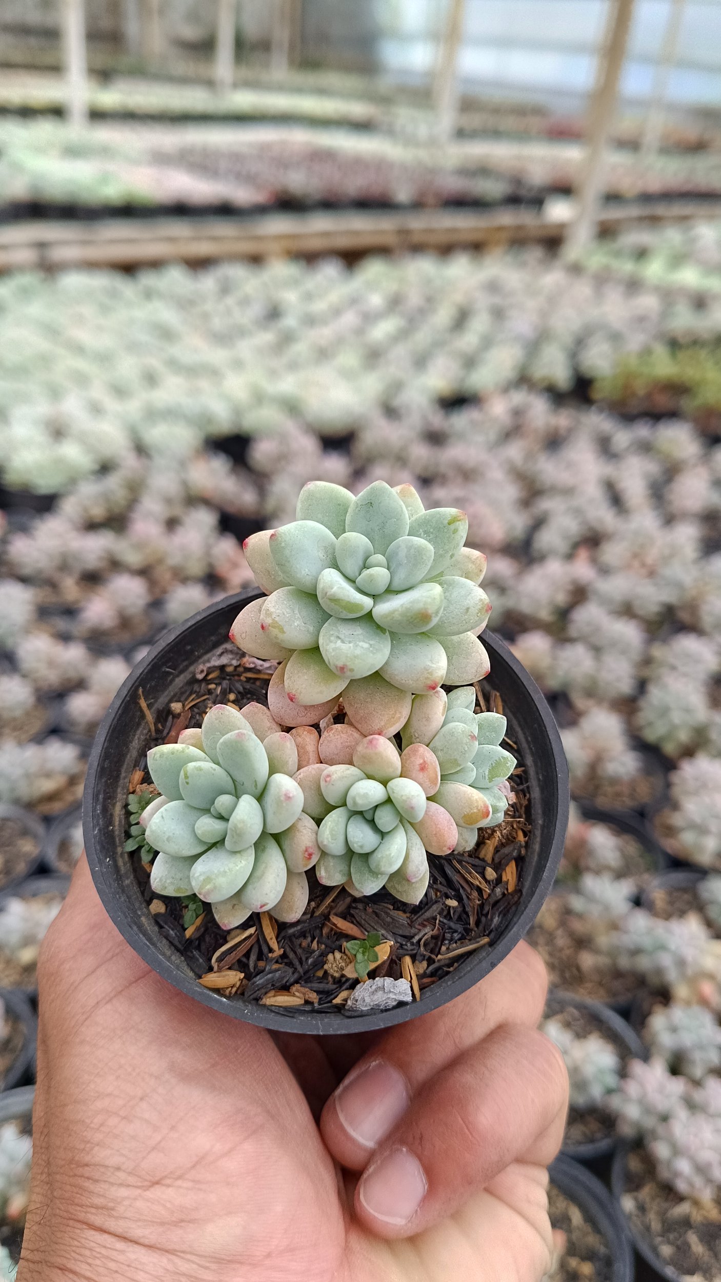 2647. Sedum Clavatum Cluster - Image 2