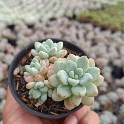 2647. Sedum Clavatum Cluster - Image 3