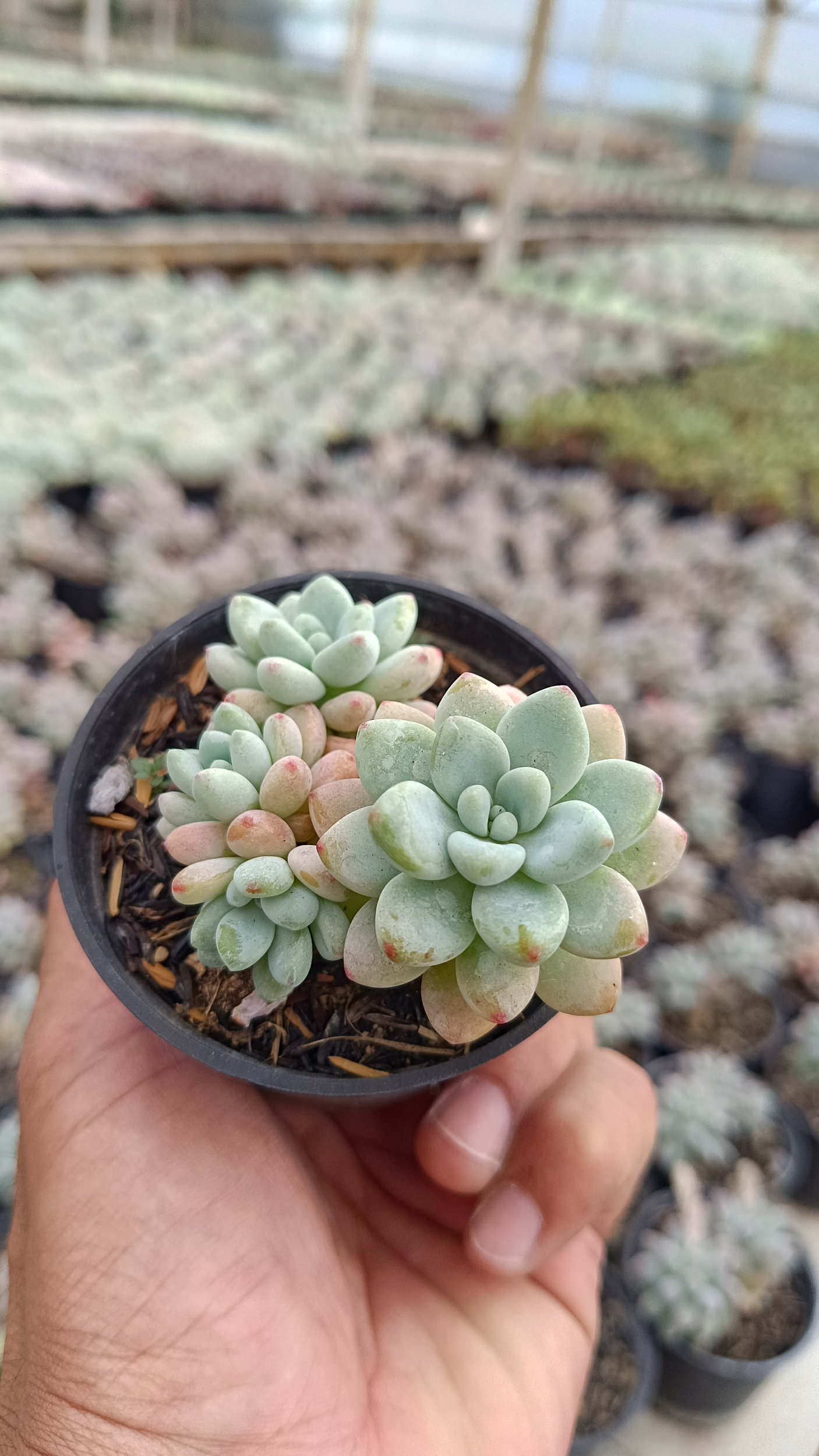 2647. Sedum Clavatum Cluster - Image 3