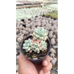 2647. Sedum Clavatum Cluster