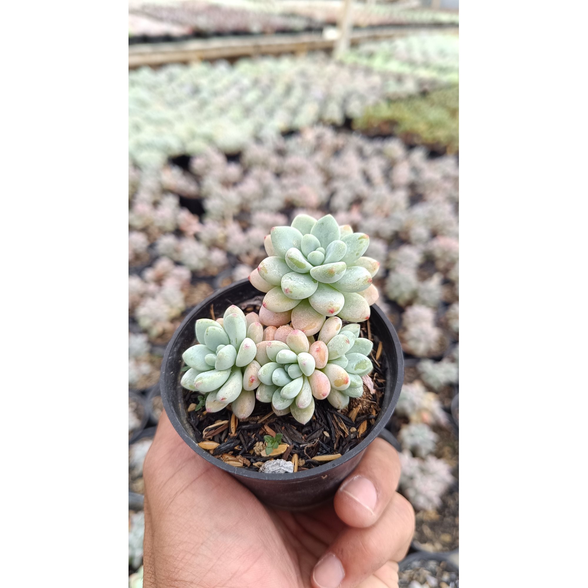 2647. Sedum Clavatum Cluster