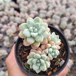 2647. Sedum Clavatum Cluster - Image 4