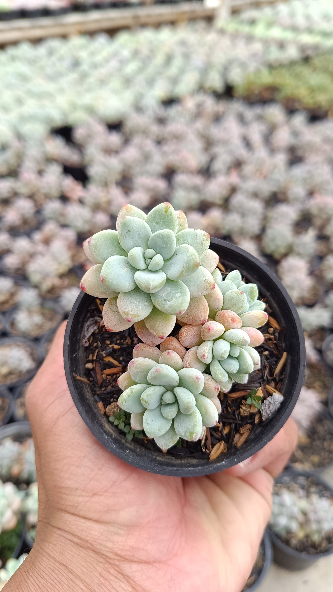 2647. Sedum Clavatum Cluster - Image 4