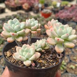 2661. Sedum Clavatum Cluster size 10 cm - Image 2