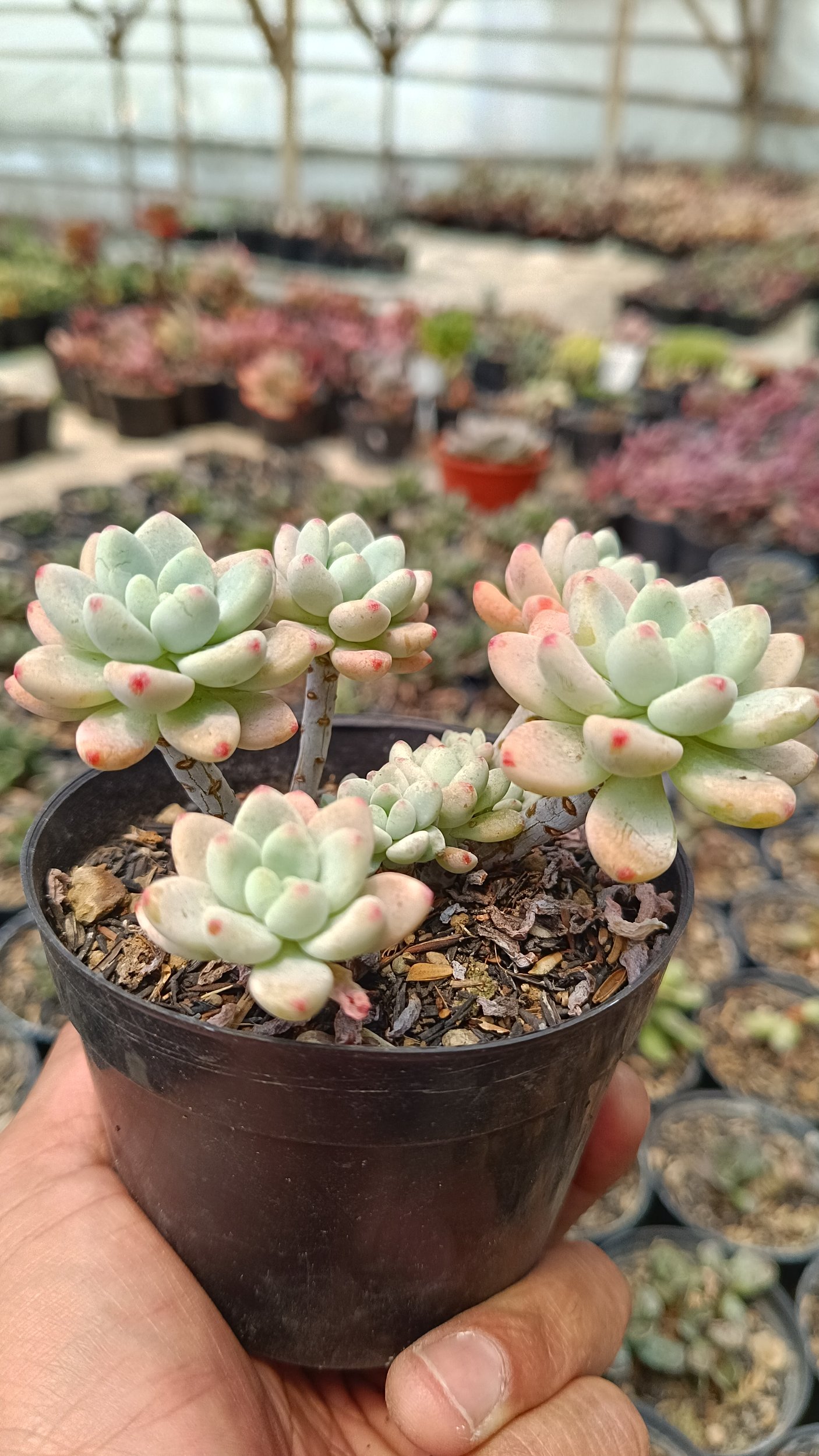 2661. Sedum Clavatum Cluster size 10 cm - Image 2