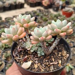 2661. Sedum Clavatum Cluster size 10 cm - Image 3