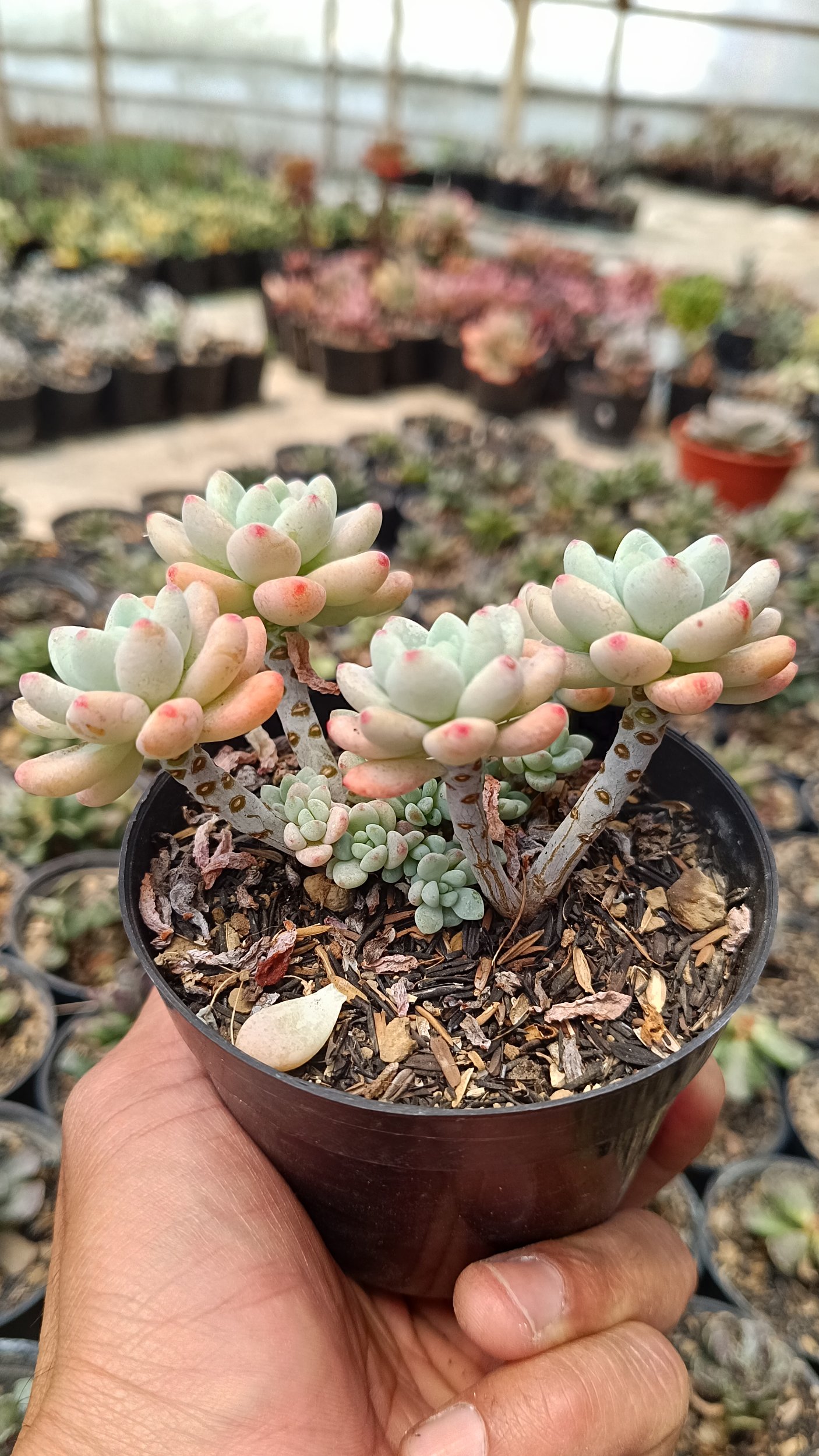 2661. Sedum Clavatum Cluster size 10 cm - Image 3